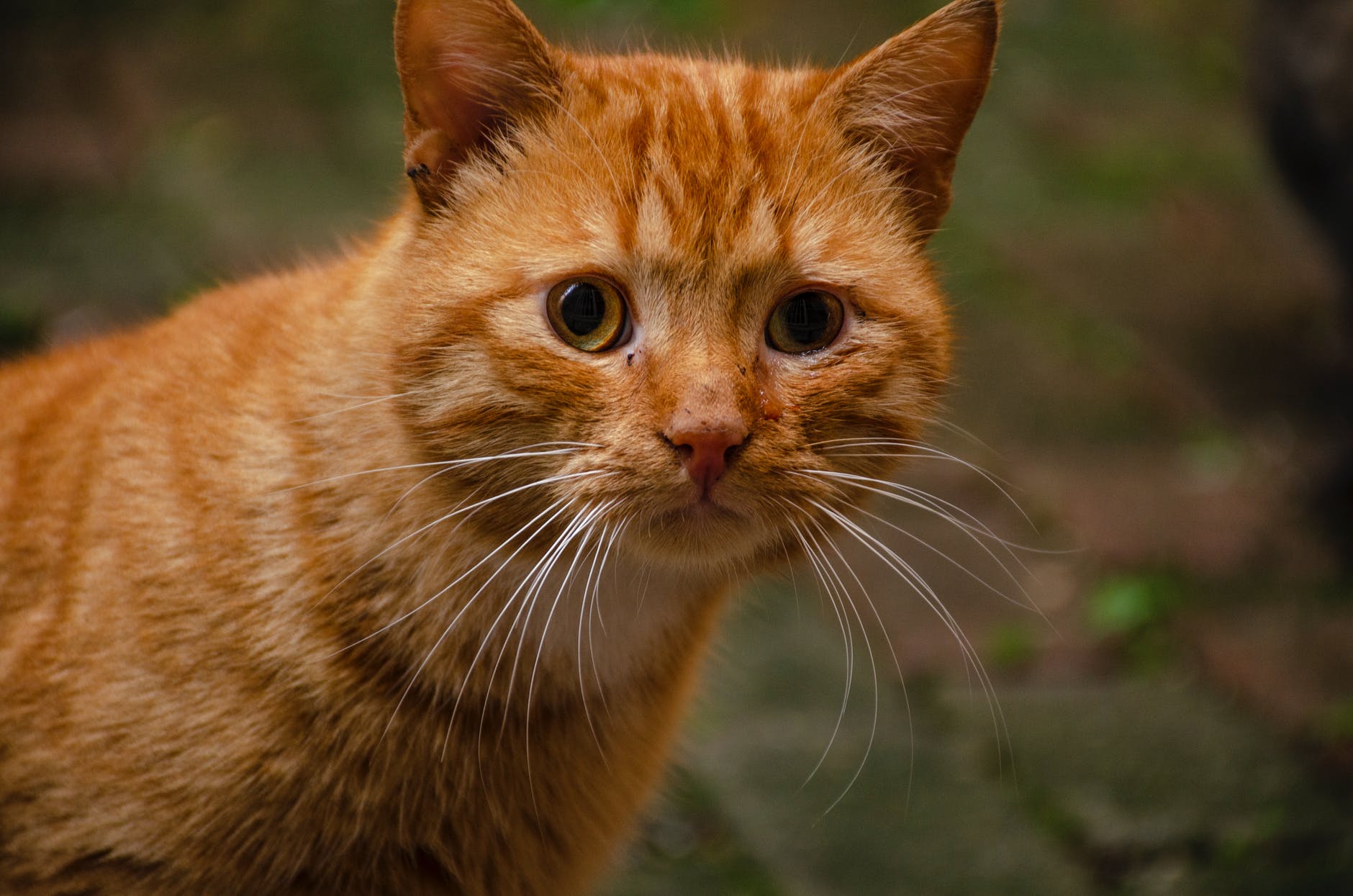 orange tabby cat in close up photography